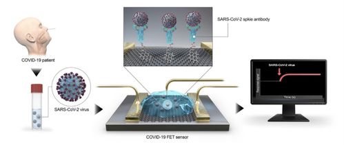 病毒快速检测和分析 探究基于石墨烯场效应的晶体管生物传感器的应用