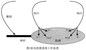 生物神经电极放大器系统的设计与实现